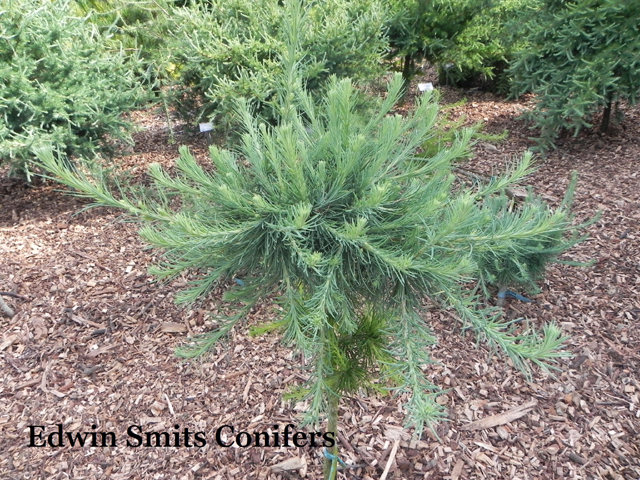 Larix laricina 'Gemini 2'